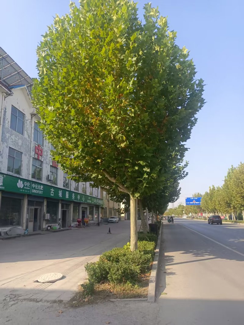 法国梧桐树/山东滨州梧桐树/法桐现货/当天发车