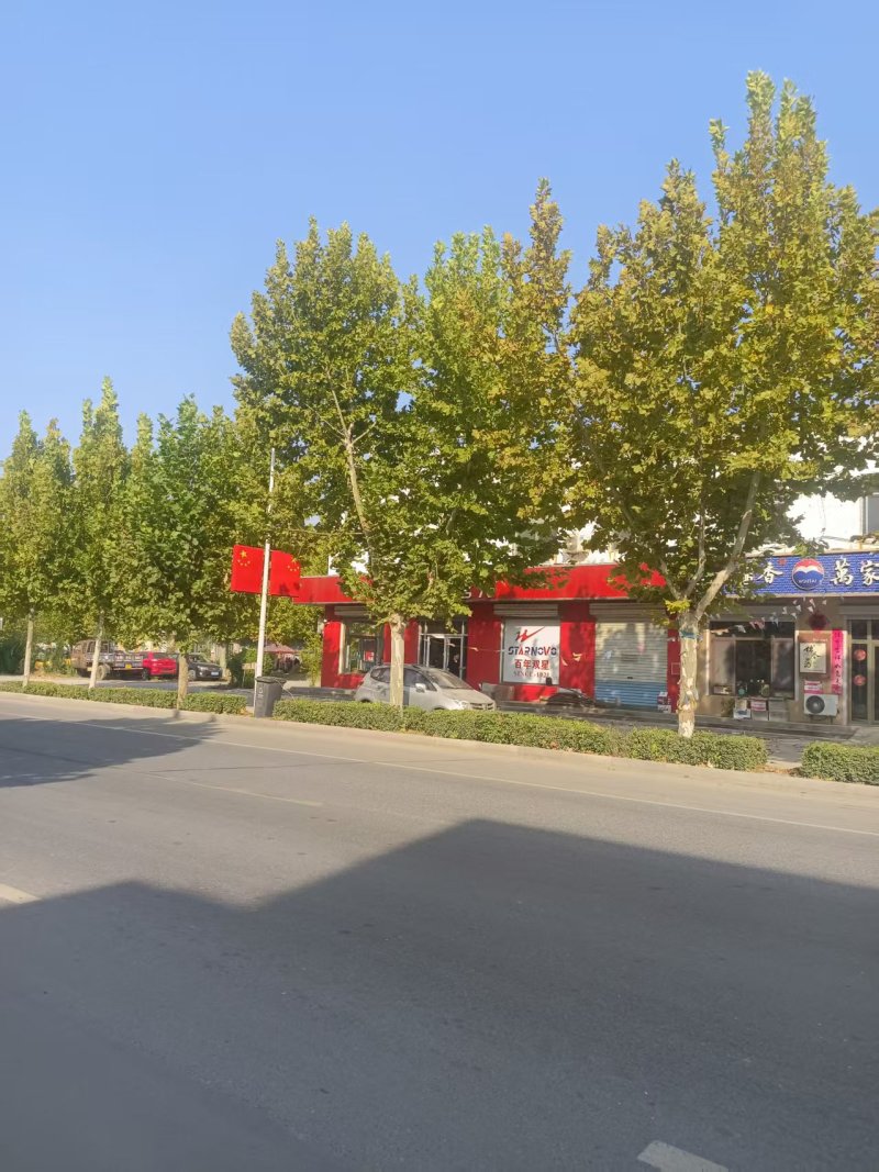 法国梧桐树/山东滨州梧桐树/法桐现货/当天发车