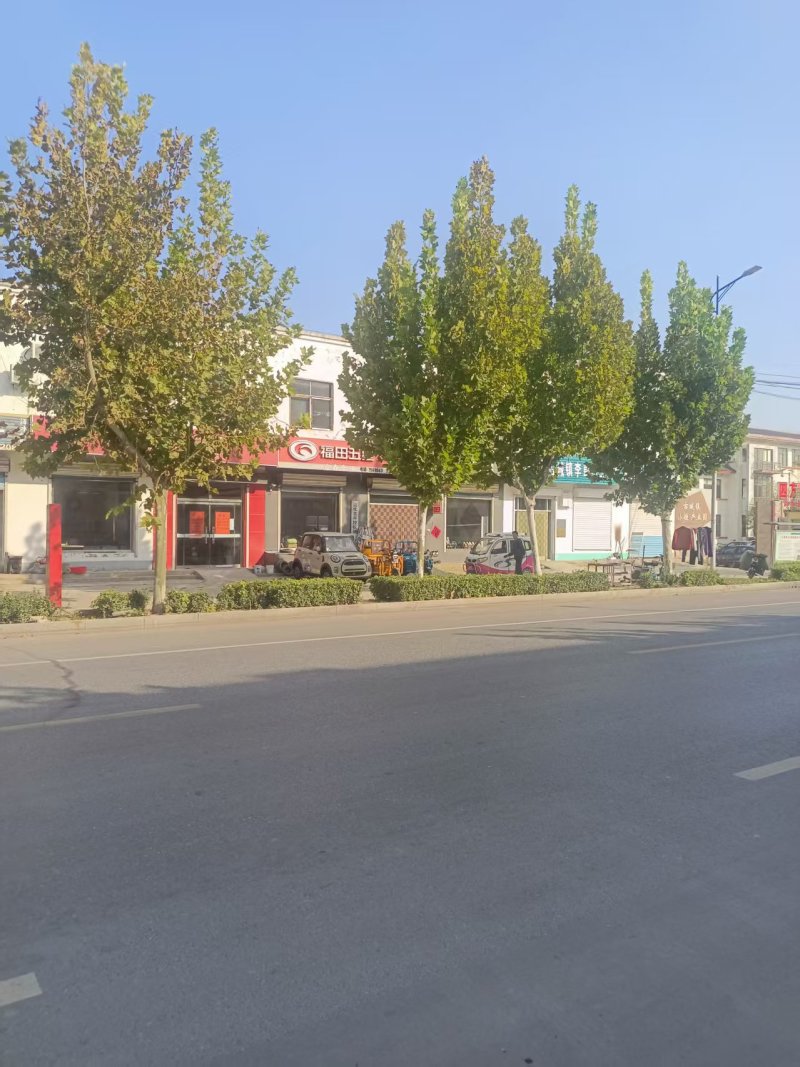 法国梧桐树/山东滨州梧桐树/法桐现货/当天发车