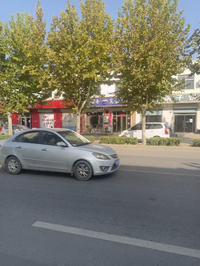 法国梧桐树/山东滨州梧桐树/法桐现货/当天发车