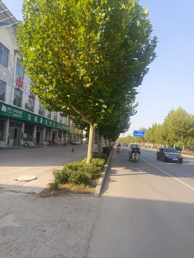 法国梧桐树/山东滨州梧桐树/法桐现货/当天发车