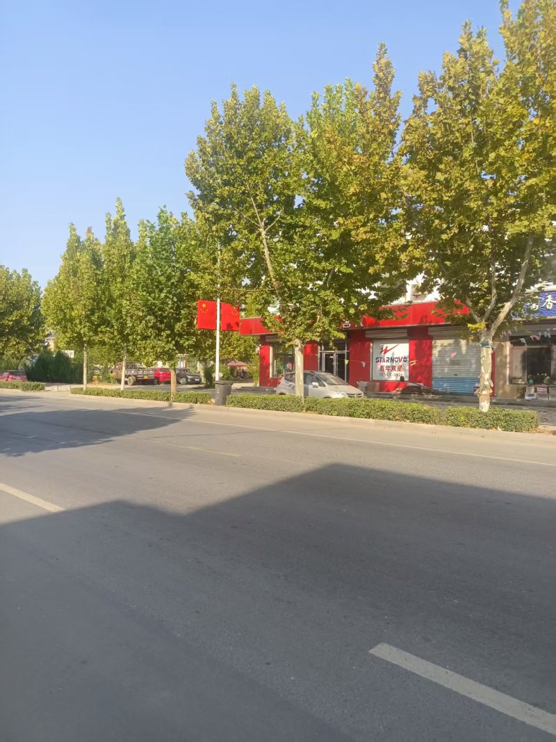 法国梧桐树/山东滨州梧桐树/法桐现货/当天发车