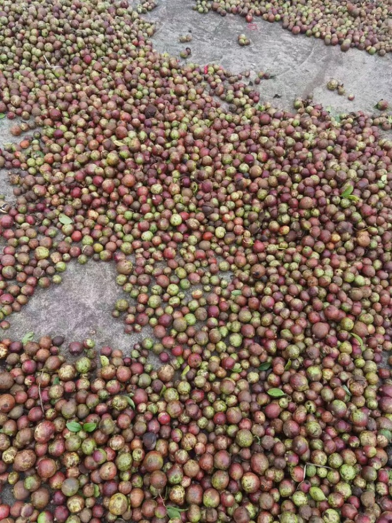 山茶油品质保证服务周到产地直发价格美丽