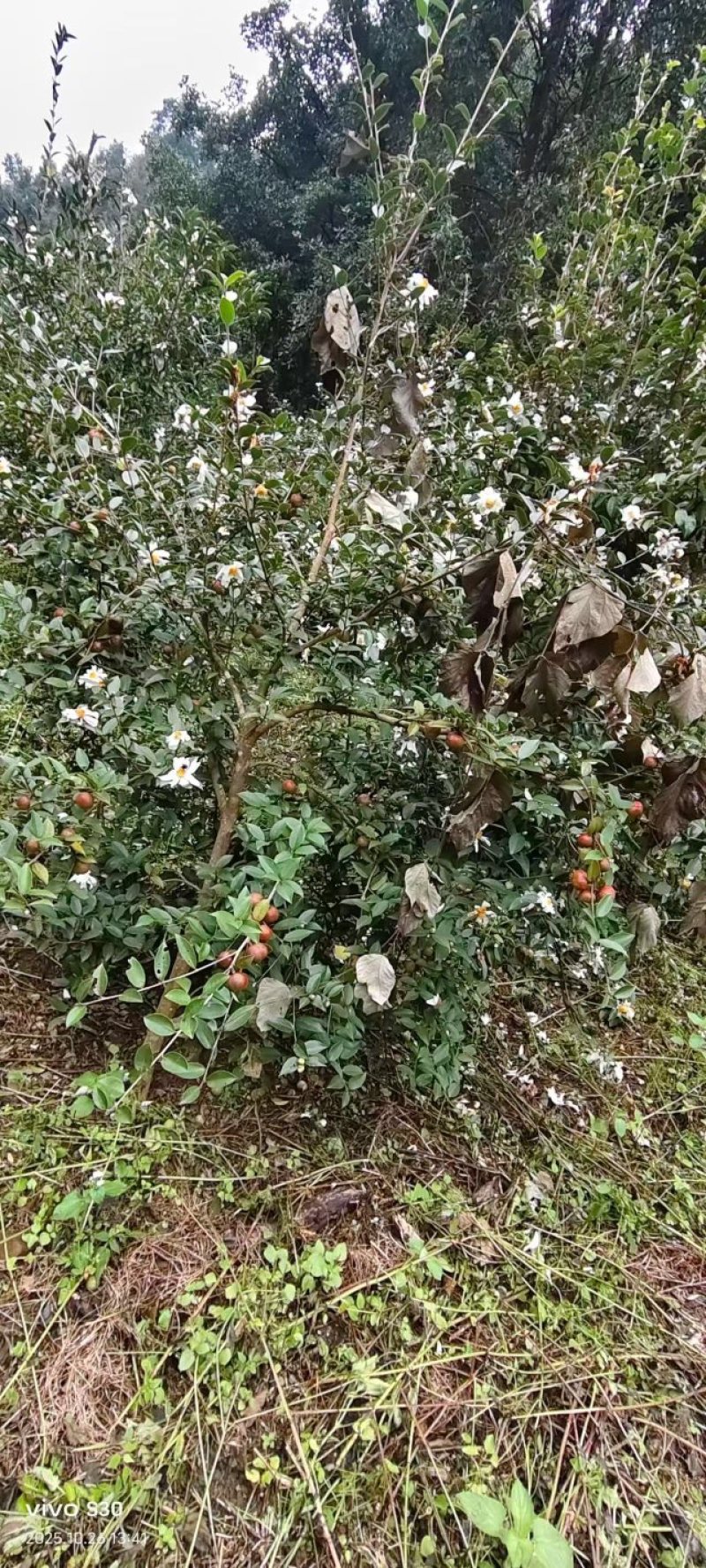 山茶油品质保证服务周到产地直发价格美丽