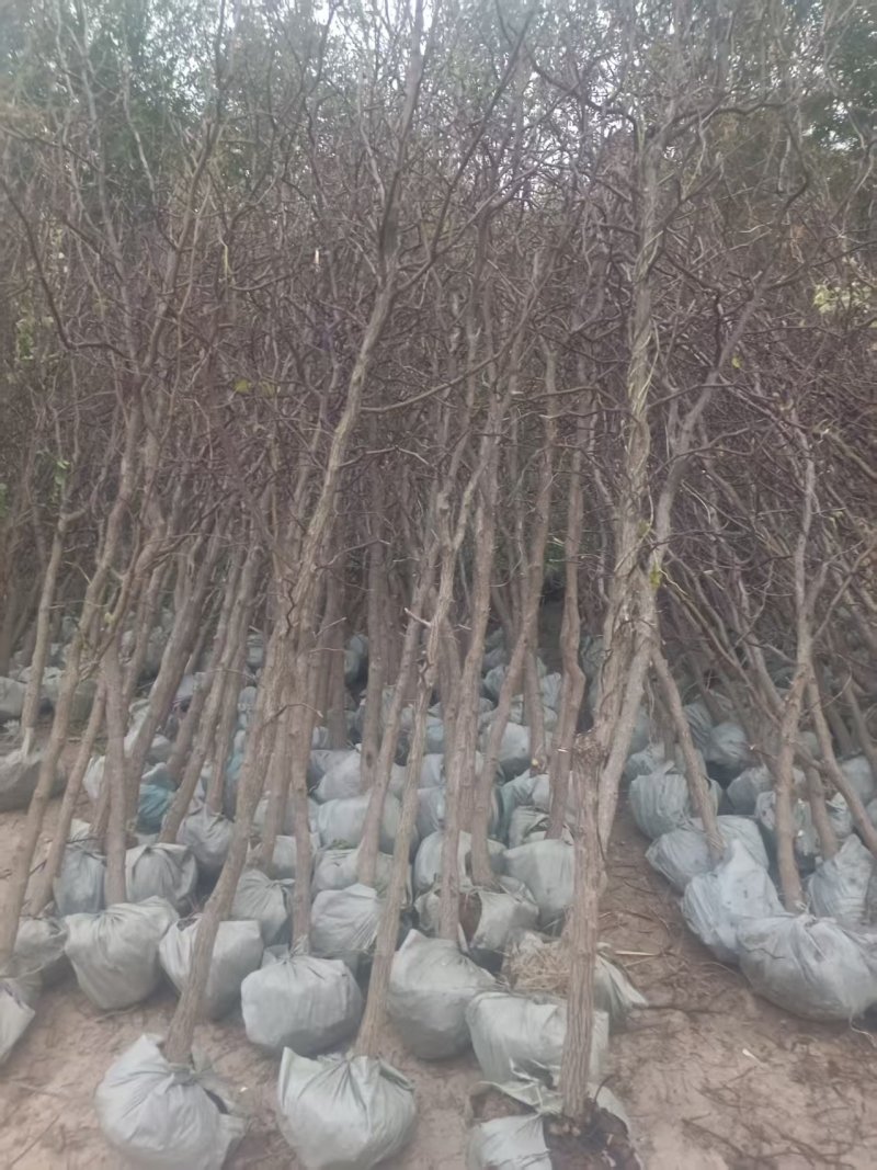 山东本地枣树/老枣树/产区直发/大量现货