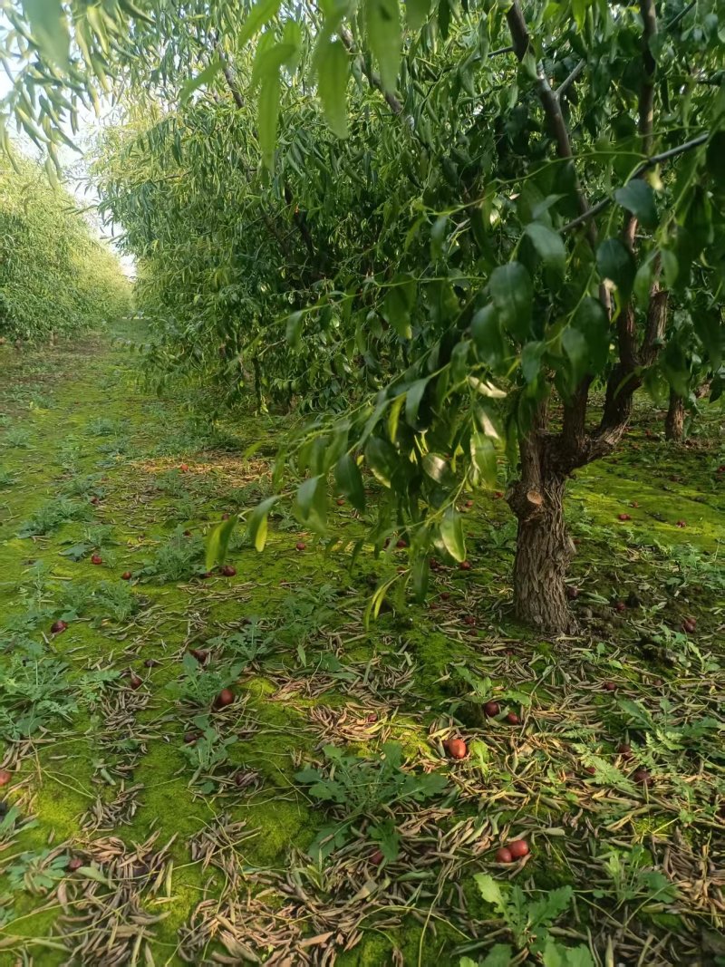 山东本地枣树/老枣树/产区直发/大量现货