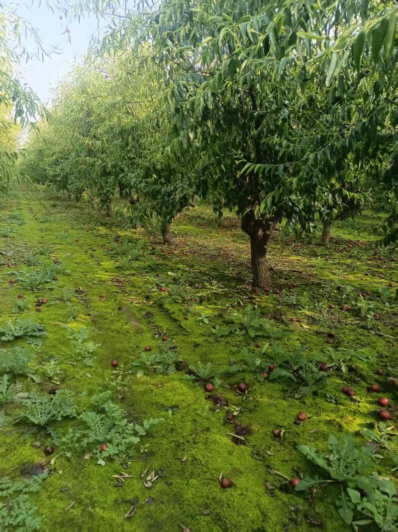山东本地枣树/老枣树/产区直发/大量现货