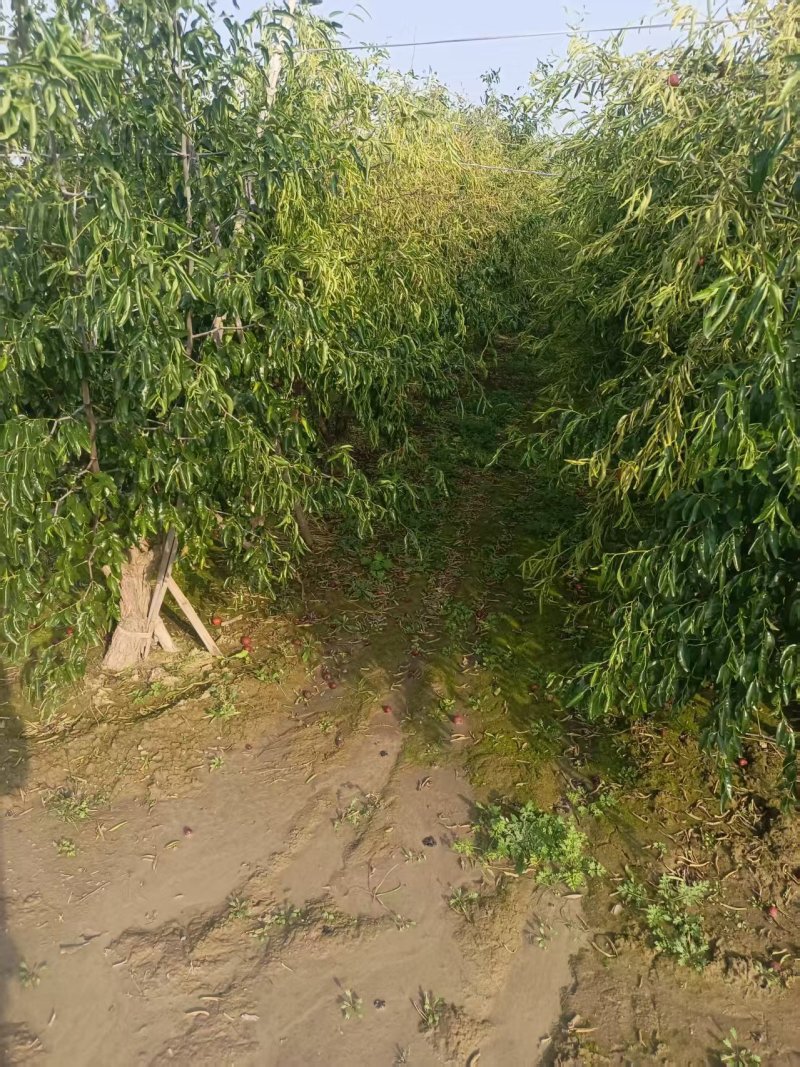 山东本地枣树/老枣树/产区直发/大量现货