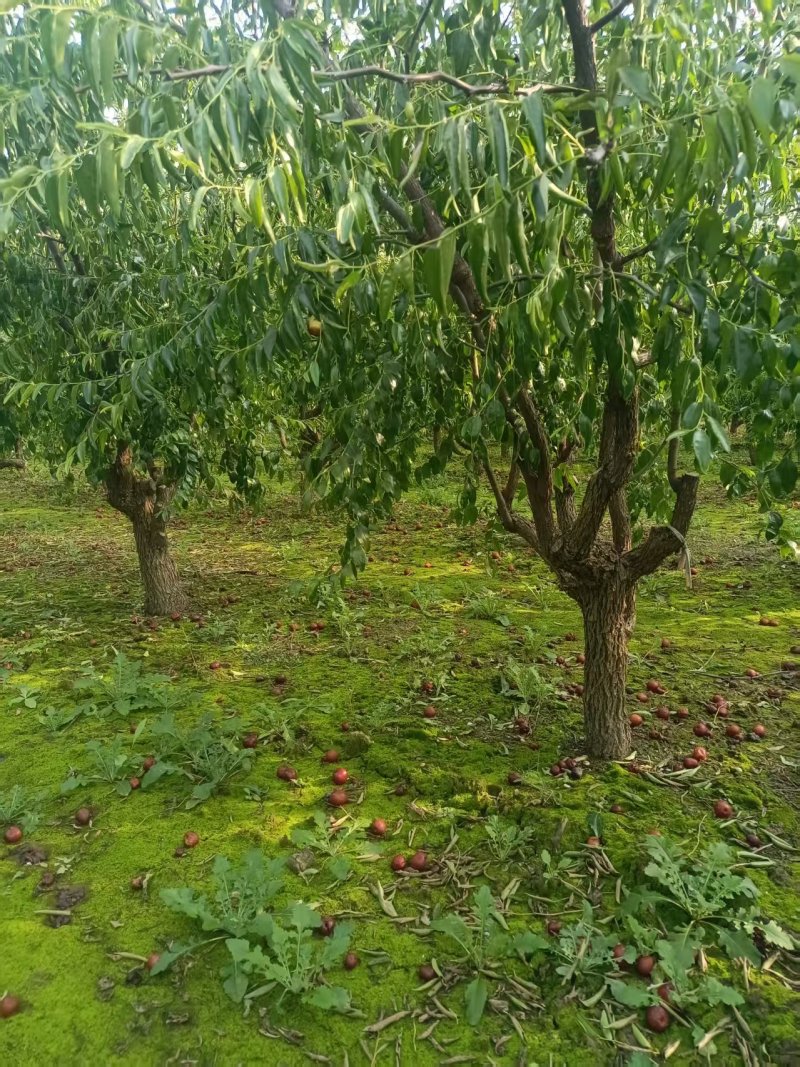 山东本地枣树/老枣树/产区直发/大量现货