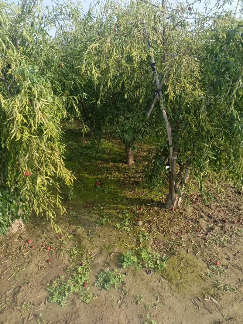 山东本地枣树/老枣树/产区直发/大量现货