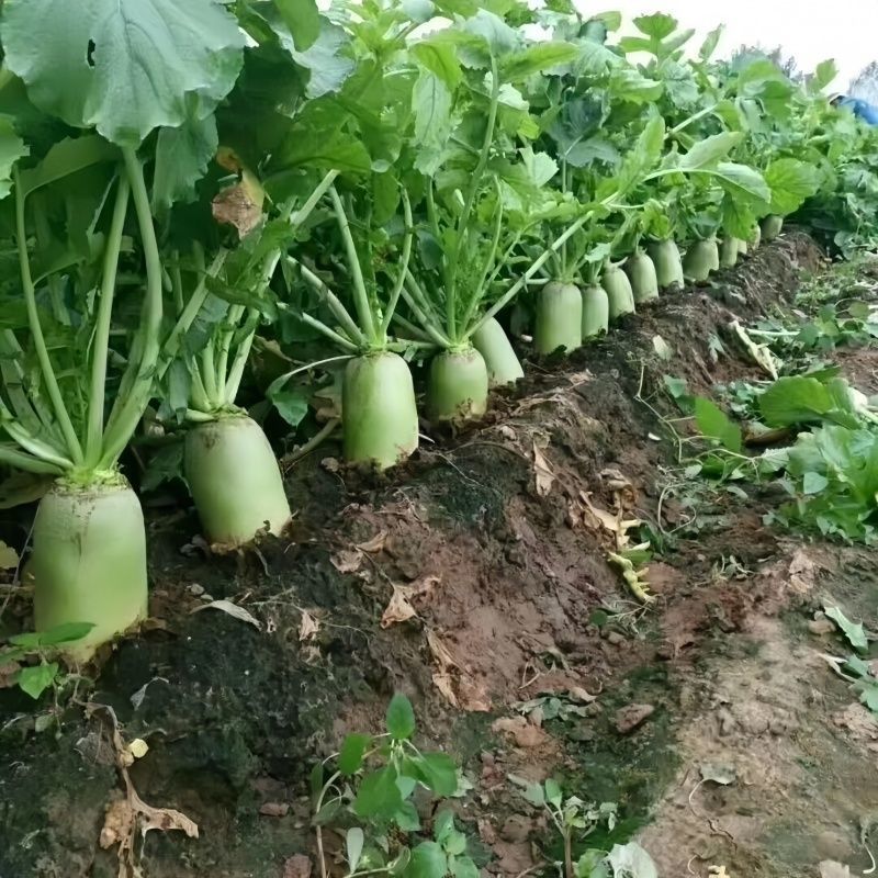 开封通许青萝卜产地直发大量有货欢迎采购商随时咨询实地看货