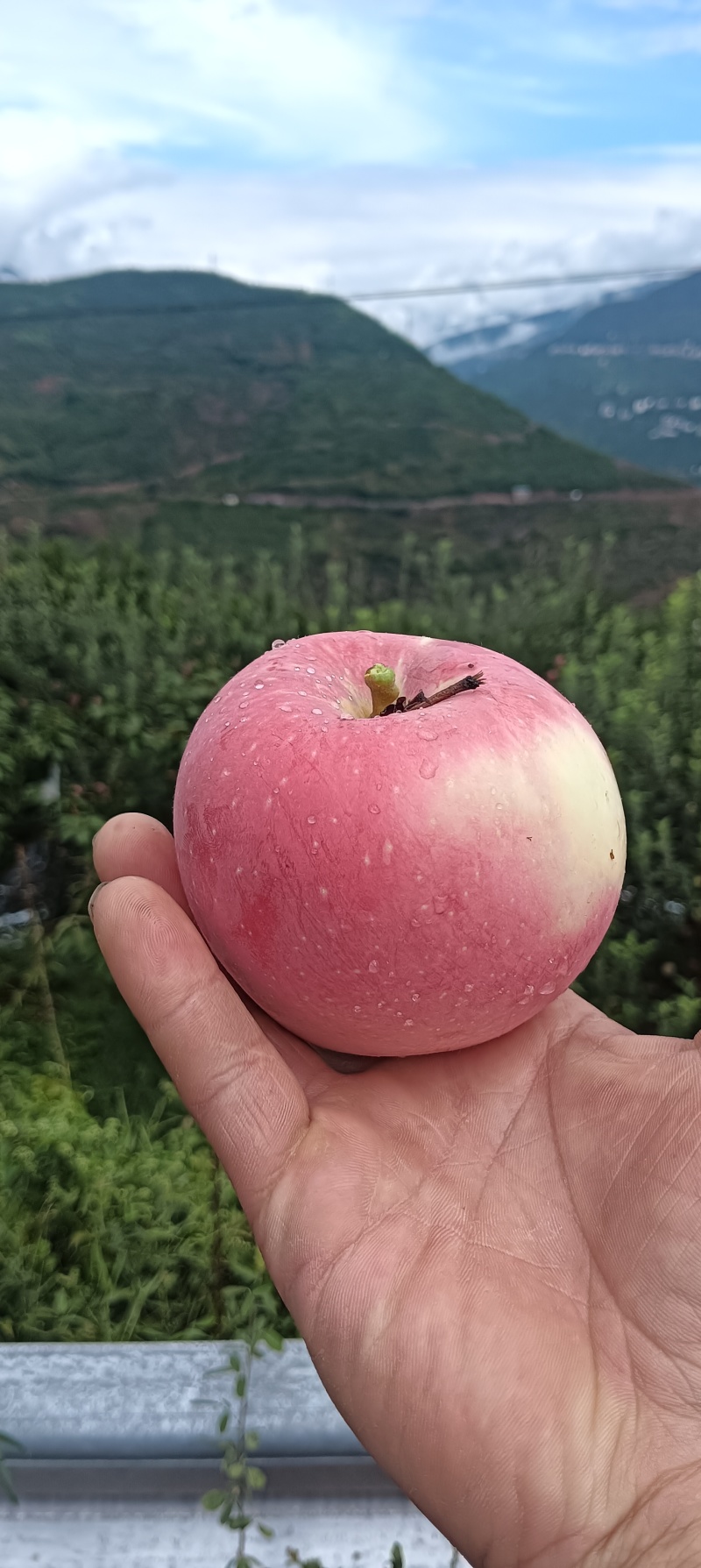 汉源红富士