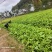 水果蔬菜
