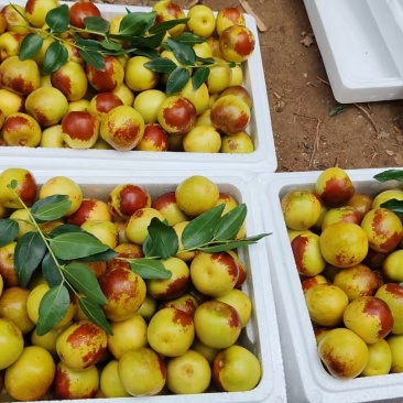 山东沾化精品鲜枣/冬枣/个大品相好/量大价优/可视频看货