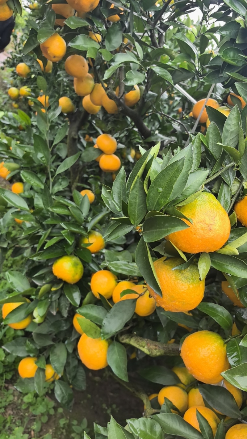 大量出售蜜橘