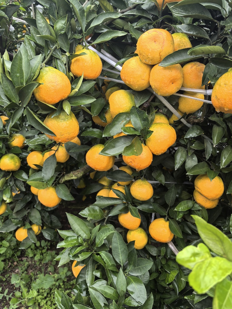 大量出售蜜橘