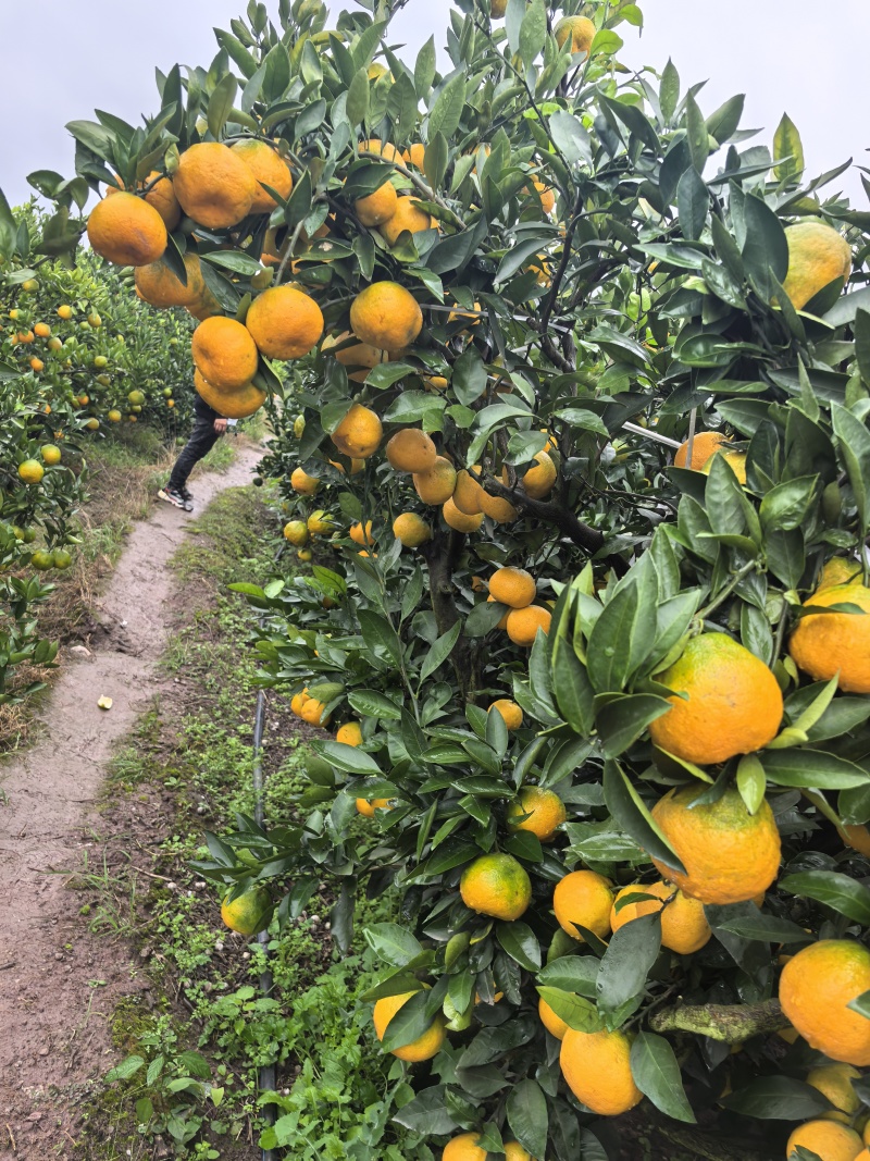 大量出售蜜橘
