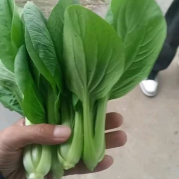 上海青