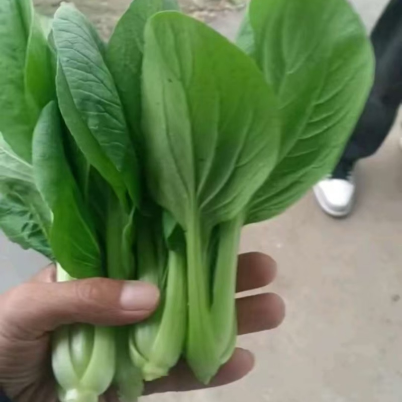 上海青
