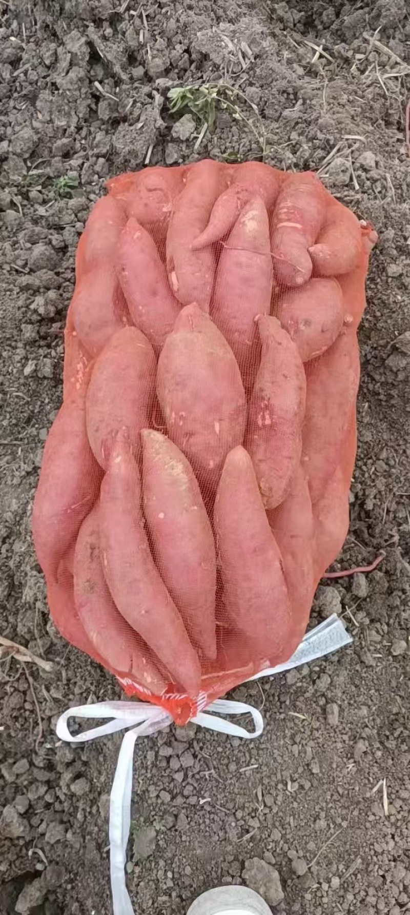 安徽黑土地西瓜红，市场货，电商货，各种规包装大吨位供应，