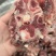 多肉羊蝎子