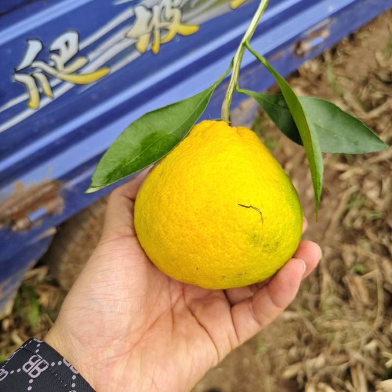 湖北宜昌丑橘大量上市，产地直发，现摘现发