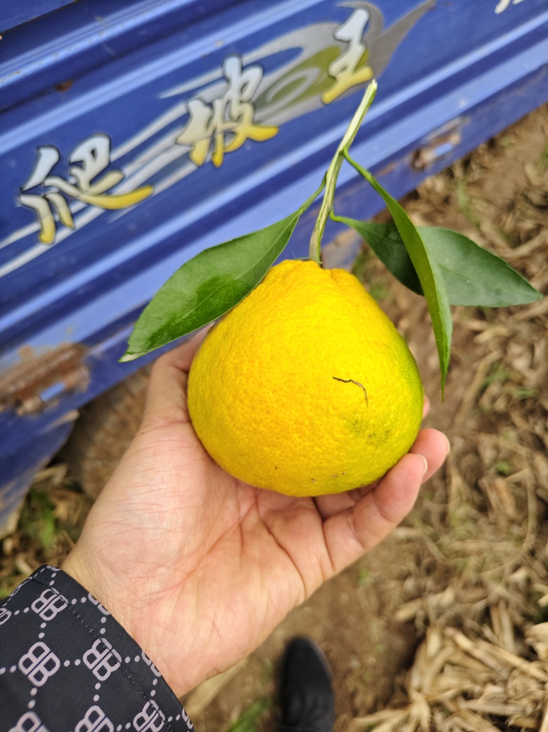 湖北宜昌丑橘大量上市，产地直发，现摘现发