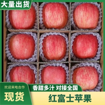 红富士苹果新货大量上市市场批发电商超市全国发货价格低
