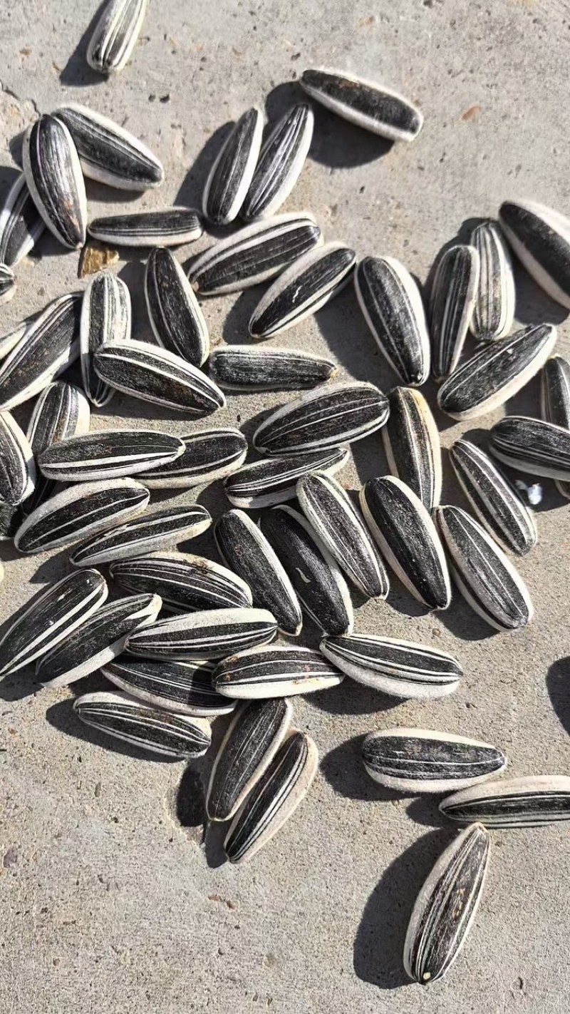 吉林通榆食葵，美葵喜获丰收，皮薄，仁大，口感好