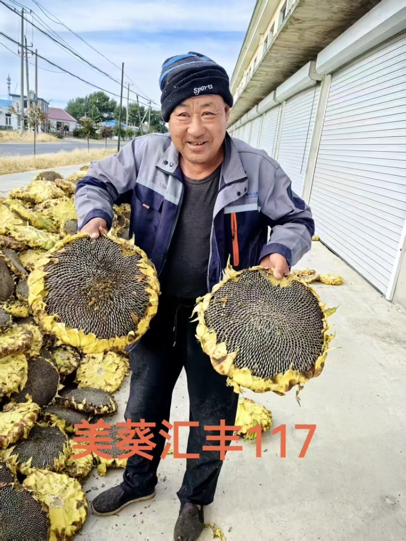 吉林通榆食葵，美葵喜获丰收，皮薄，仁大，口感好