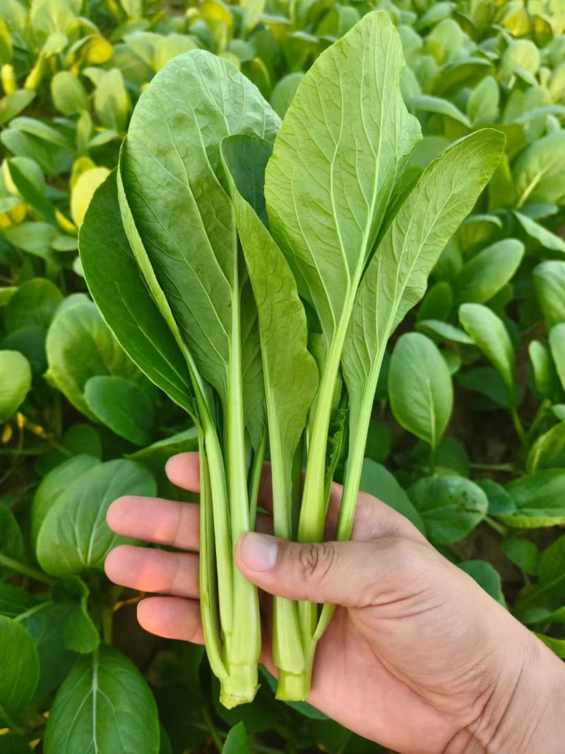 江苏南通长年种植基地大量供应全国广东菜心，