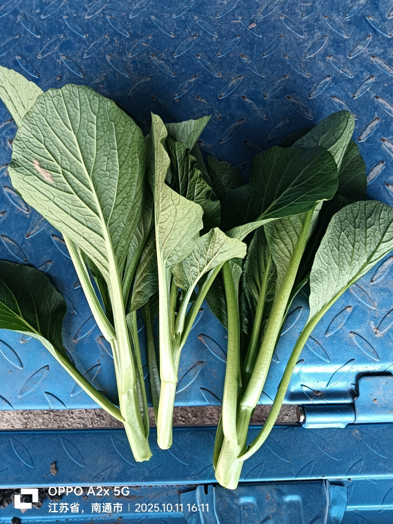 江苏南通长年种植基地大量供应全国广东菜心，