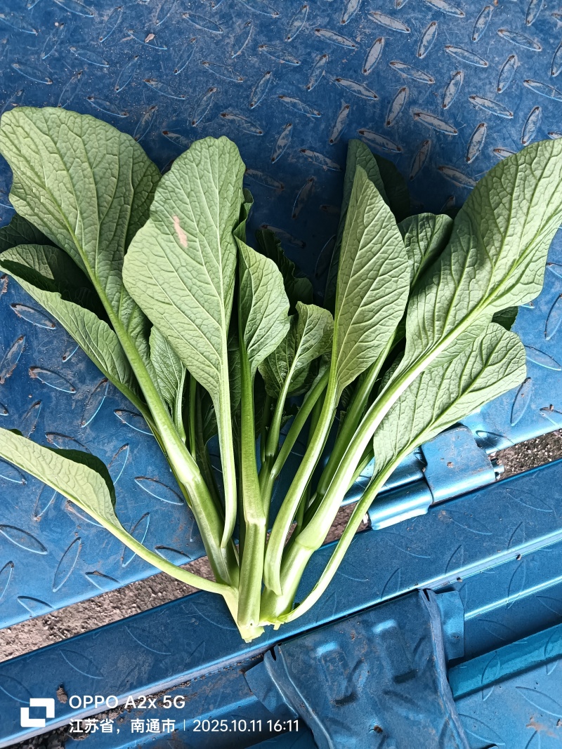 江苏南通长年种植基地大量供应全国广东菜心，