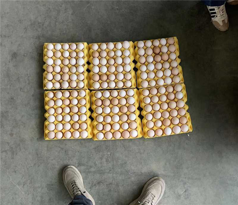 鸡蛋沙皮蛋脏蛋各种规格一手货源质量保证欢迎咨询