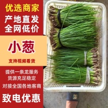 小葱大量有货产地直发一手货源保质保量