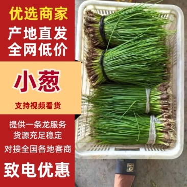 小葱大量有货产地直发一手货源保质保量