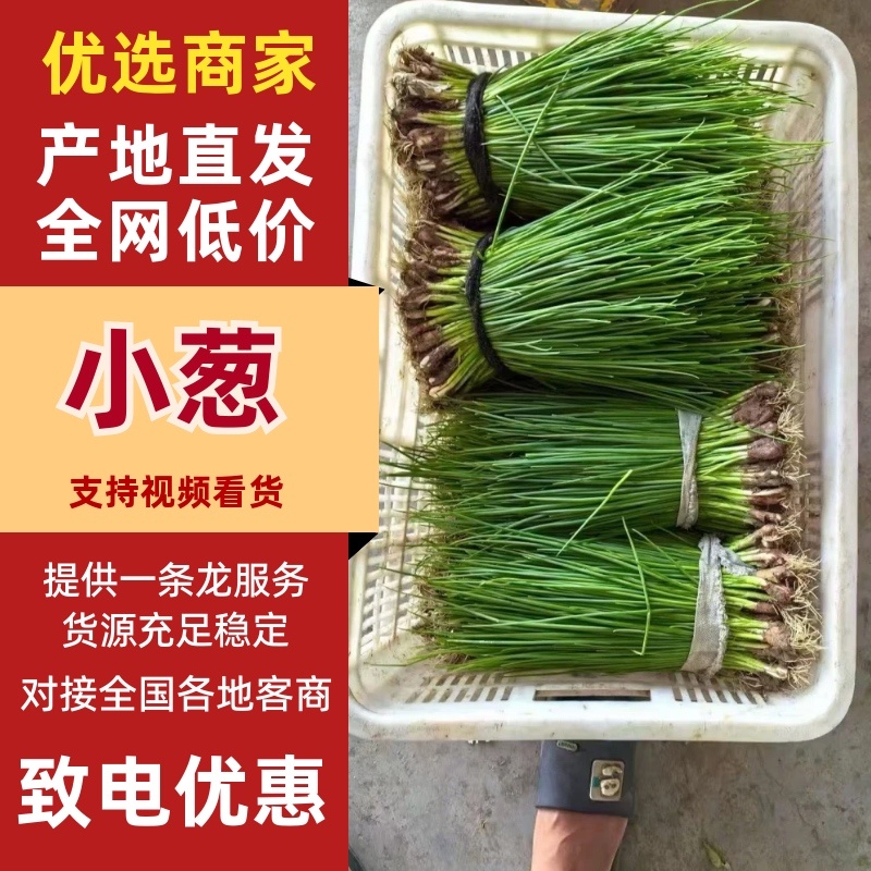 小葱大量有货产地直发一手货源保质保量