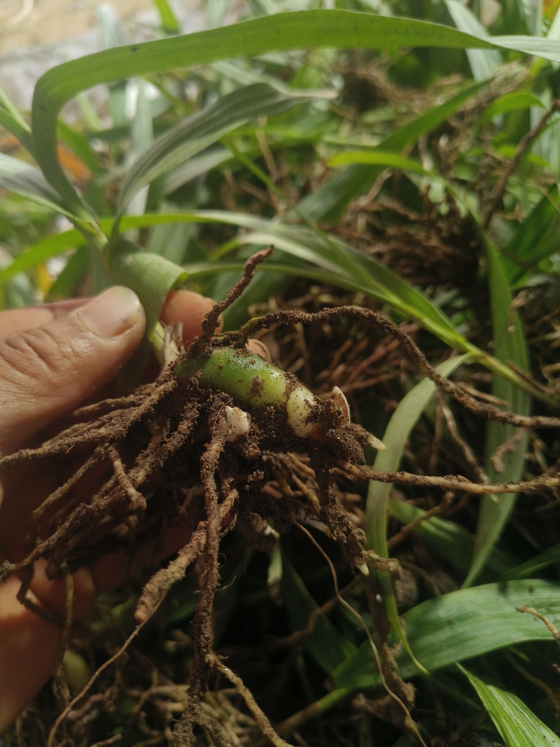 白芨直播苗驯化苗