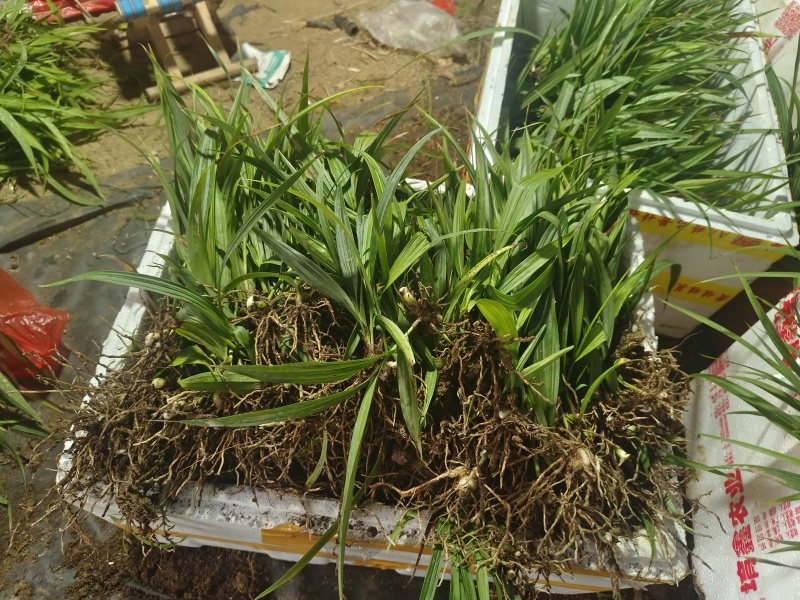 白芨直播苗驯化苗