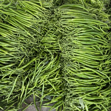 精品青线椒大量上市中