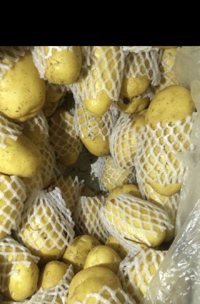 荷兰十五新土豆精品产地供应价格优