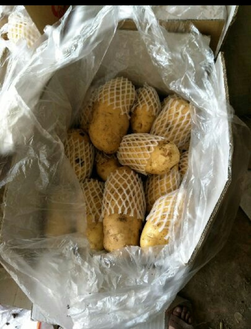 荷兰十五新土豆精品产地供应价格优