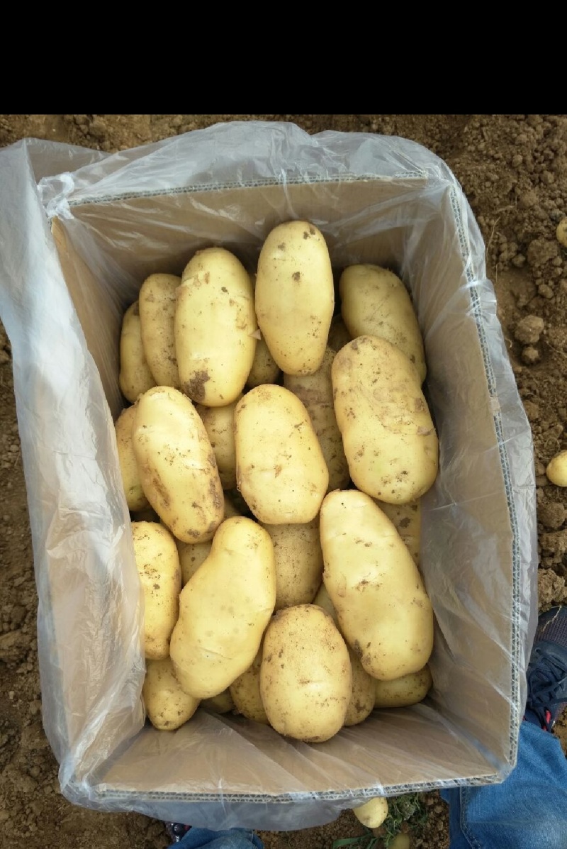荷兰十五新土豆精品产地供应价格优