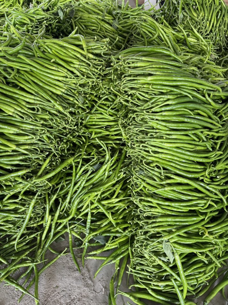 精品青线椒大量上市中