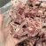 多肉羊蝎子