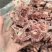 多肉羊蝎子