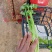 芹菜/皇后芹菜/法国皇后芹菜/产地直发对接全国采购商