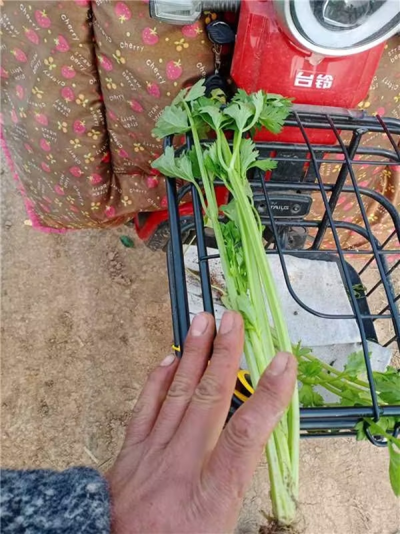 芹菜/皇后芹菜/法国皇后芹菜/产地直发对接全国采购商