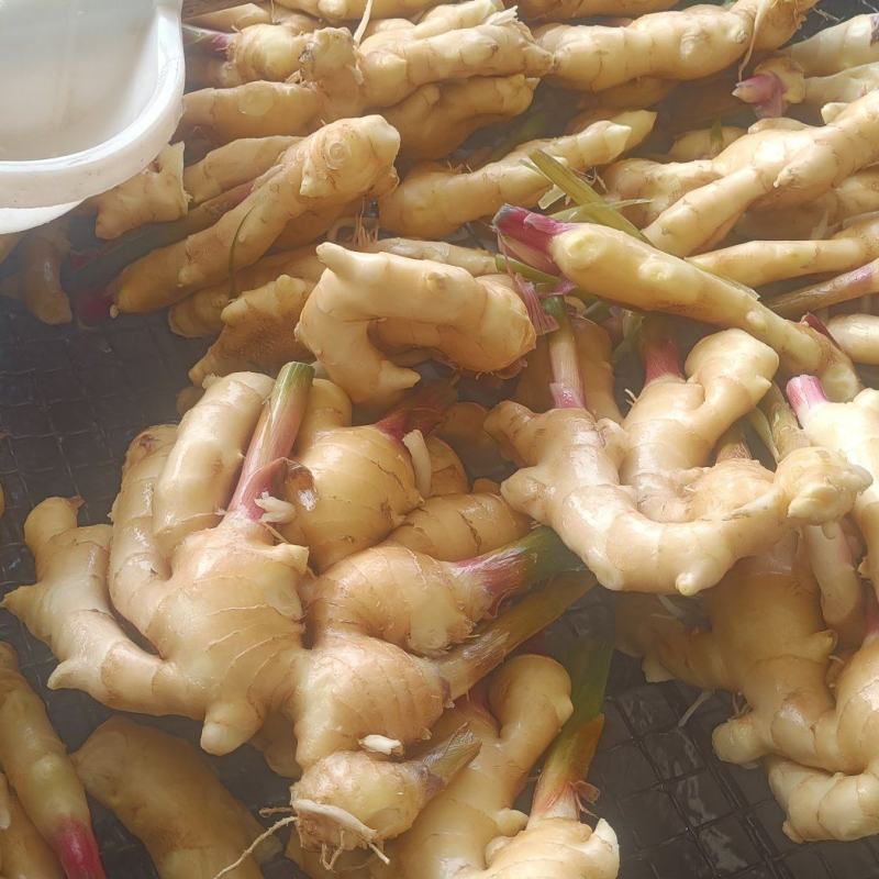 山东精品大姜，老黄姜红芽姜