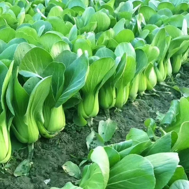 精品上海青大量批发！新鲜现采、基地直供大量优先